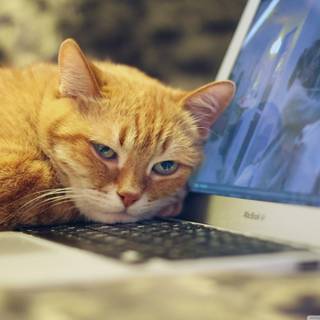 Orange cat 4k wallpaper