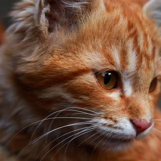 Orange cat 4k wallpaper