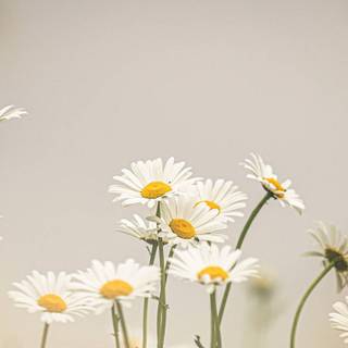 Computer flowers summer wallpaper