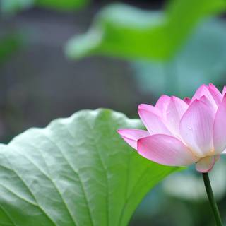 4k flower PC wallpaper