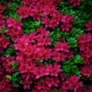 4k flower PC wallpaper