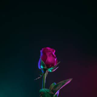 Flowers 4k phone wallpaper