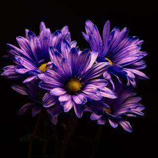 4k flower PC wallpaper