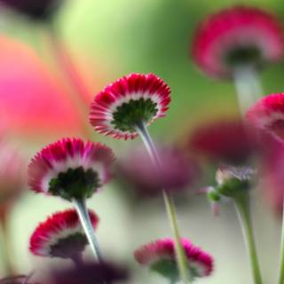 4k flower PC wallpaper