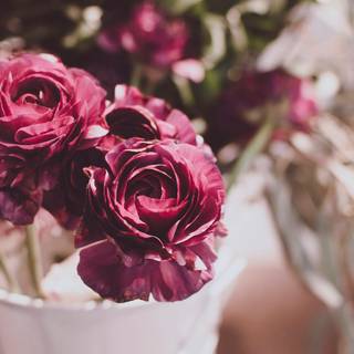 4k flower PC wallpaper