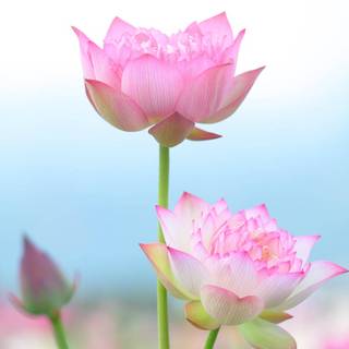 Lotus flower desktop wallpaper