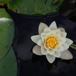 4k flower PC wallpaper