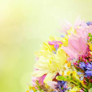 4k flower PC wallpaper