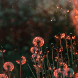 4k flower PC wallpaper