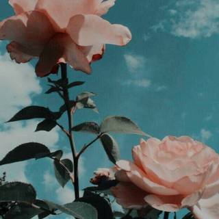 Vintage aesthetic phone wallpaper