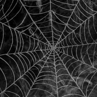 Spider web iPhone wallpaper