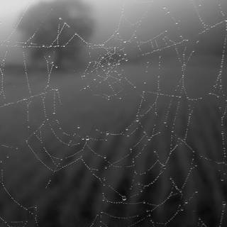 Spider web iPhone wallpaper