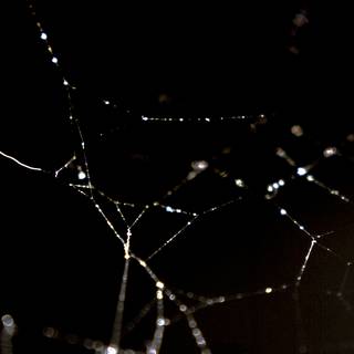 Spider web iPhone wallpaper