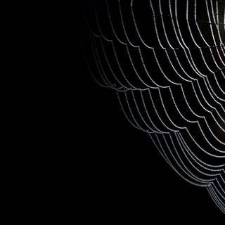 Spider web iPhone wallpaper