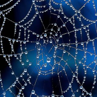 Spider web iPhone wallpaper