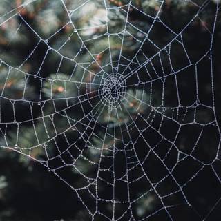 Spider web iPhone wallpaper