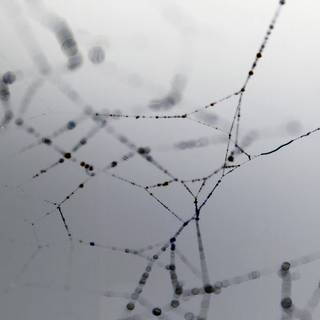 Spider web iPhone wallpaper