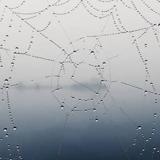 Spider web iPhone wallpaper