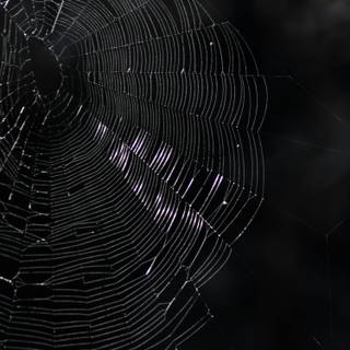 Spider web iPhone wallpaper