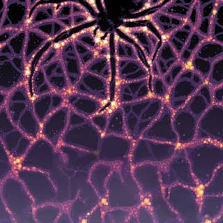 Spider web iPhone wallpaper