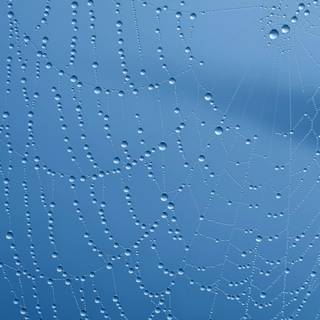 Spider web iPhone wallpaper