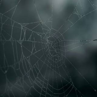 Spider web iPhone wallpaper