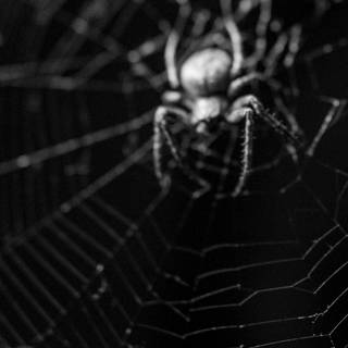 Spider web iPhone wallpaper
