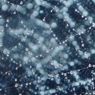 Spider web iPhone wallpaper