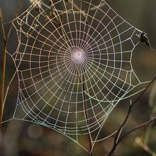 Spider web iPhone wallpaper