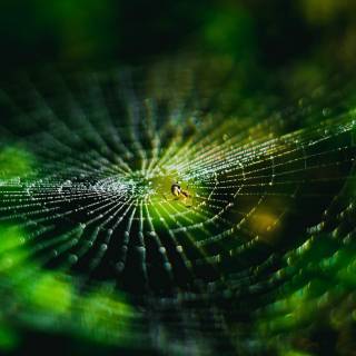 Spider web iPhone wallpaper