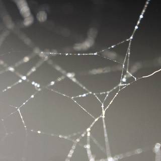 Spider web iPhone wallpaper
