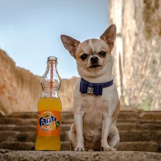 Fanta drink wallpaper