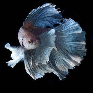 White betta fish wallpaper