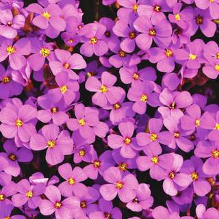 Flowers 4k phone wallpaper