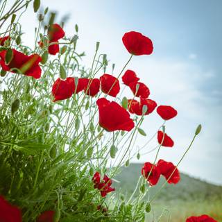 Flowers 4k phone wallpaper