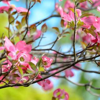 Flowers 4k phone wallpaper