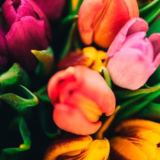 Flowers 4k phone wallpaper