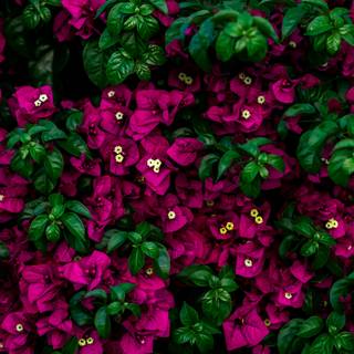 Flowers 4k phone wallpaper