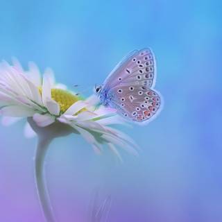 Flowers 4k phone wallpaper