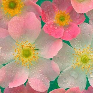 Flowers 4k phone wallpaper