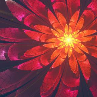 Flowers 4k phone wallpaper