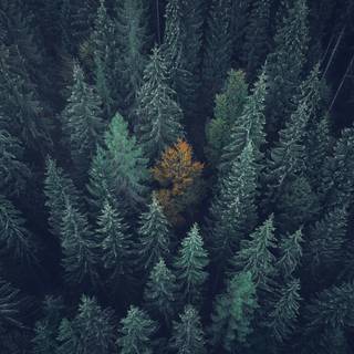 4k Apple Macbook wallpaper