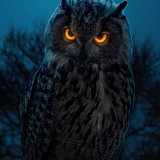 iPhone owl wallpaper