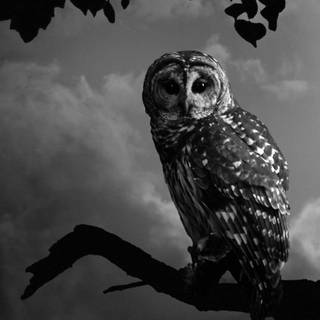 iPhone owl wallpaper