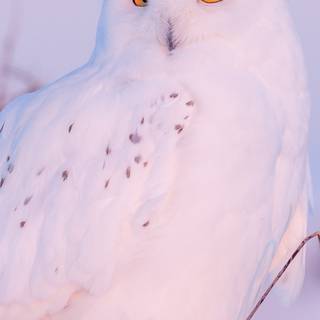 iPhone owl wallpaper