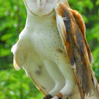 iPhone owl wallpaper