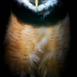 iPhone owl wallpaper