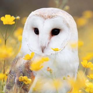 iPhone owl wallpaper