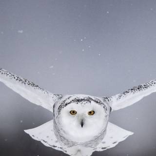 iPhone owl wallpaper