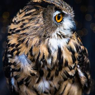 iPhone owl wallpaper